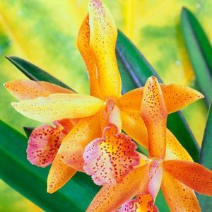 Meet your Posher, Deanna